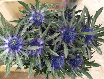 Заглянем в отдел срезанных цветов?